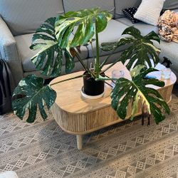 Monstera Thai Constellation