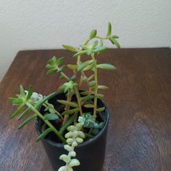 Plant Very Easy To Take Care Of 