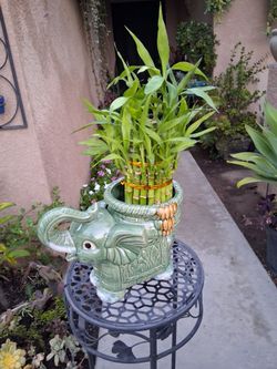 Lucky Bamboos Arrangement $38