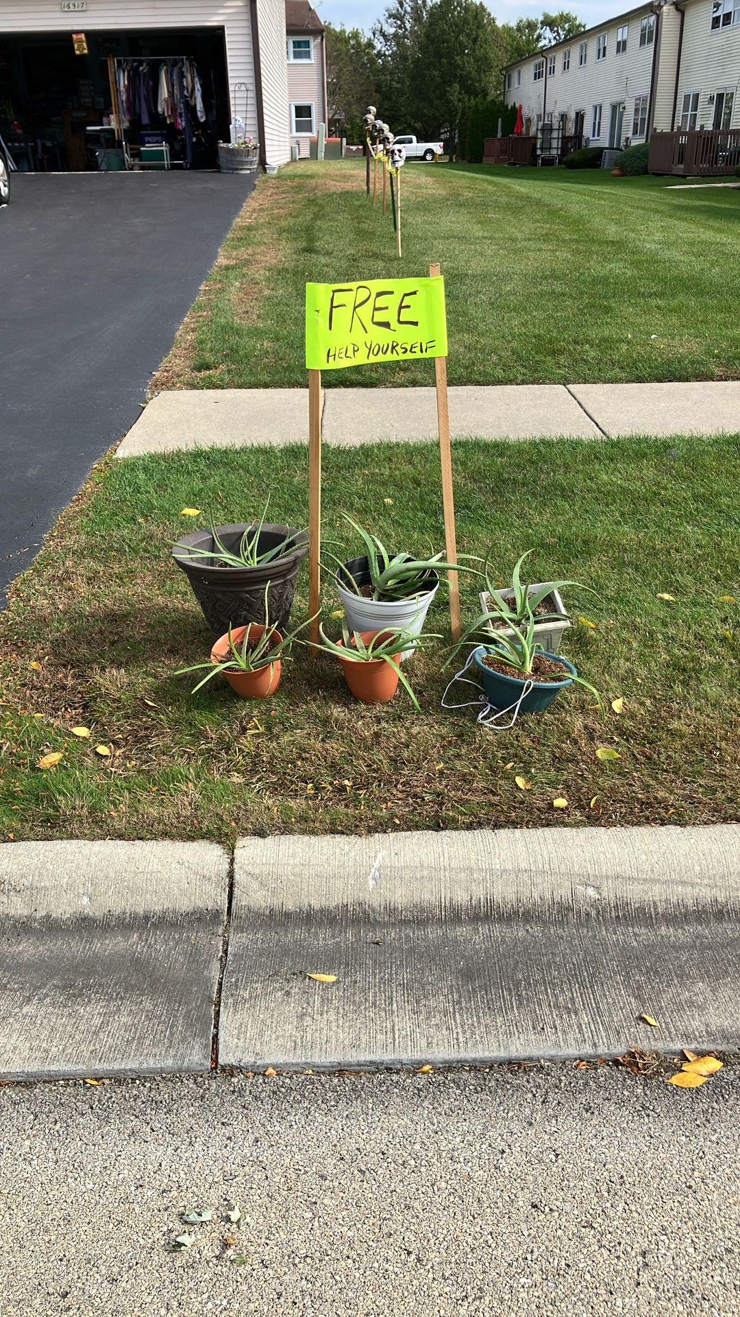 Free aloe Vera Plants