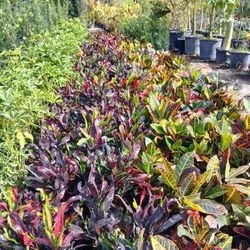 Croton Hedges 3gl $8💛