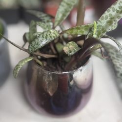 succulent In Glass, Multi Tone Colored Pot