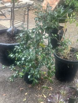 Star Jasmine On Stake