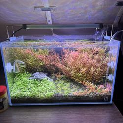 UNS 5N Planted Fish Tank with Lights, C02, Plants, Neocaridina Shrimp
