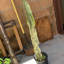 55 Inches Tall  Ammak Cactus For Sale