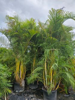 Christmas palms over 10  feet tall Instant privacy Hedge and decoration