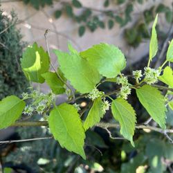 Everbearing Mulberry Tree