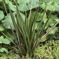 Phormium Cookianum Perennial Plants (pls read description)