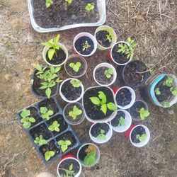 Watermelon Plant Seeded Organic 