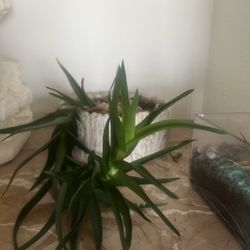 Succulent Plant 
