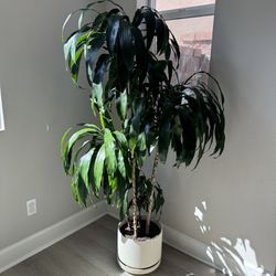 Dracaena plant Over 5ft High Home Plant Large 