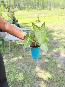 Small synonymous plant