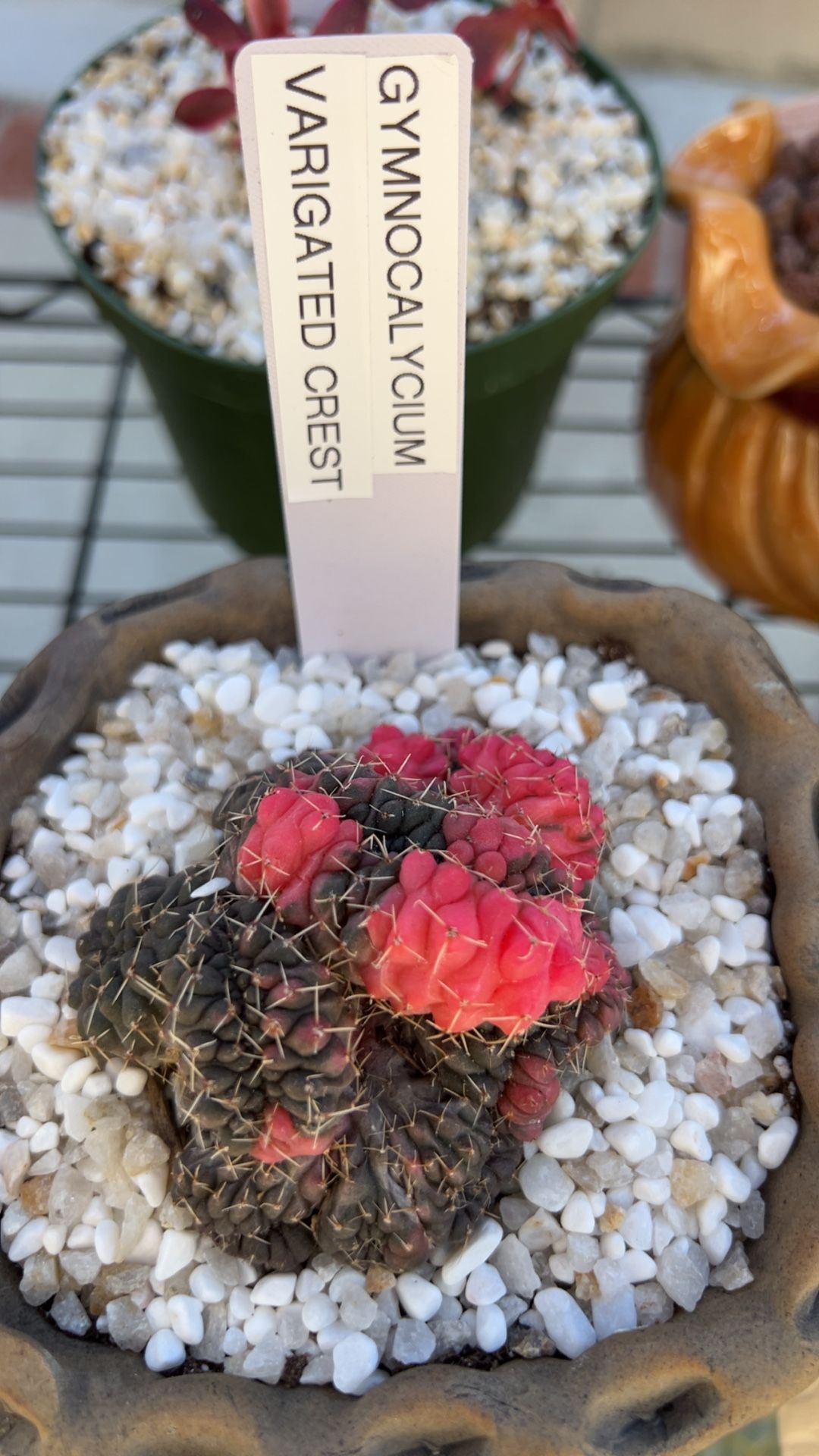gymnocalycium variegated crested