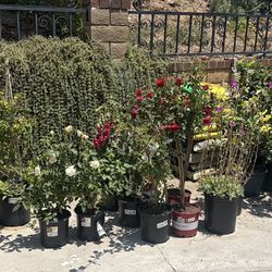 Plants For Sale At Amazing Prices!!🪴🌿🌻🥭🌷