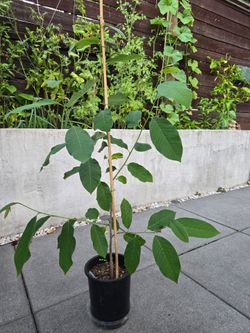 Charimoya Tree