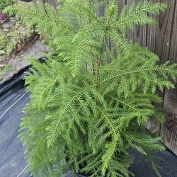 Norfolk Pine 3gallons pot live plants