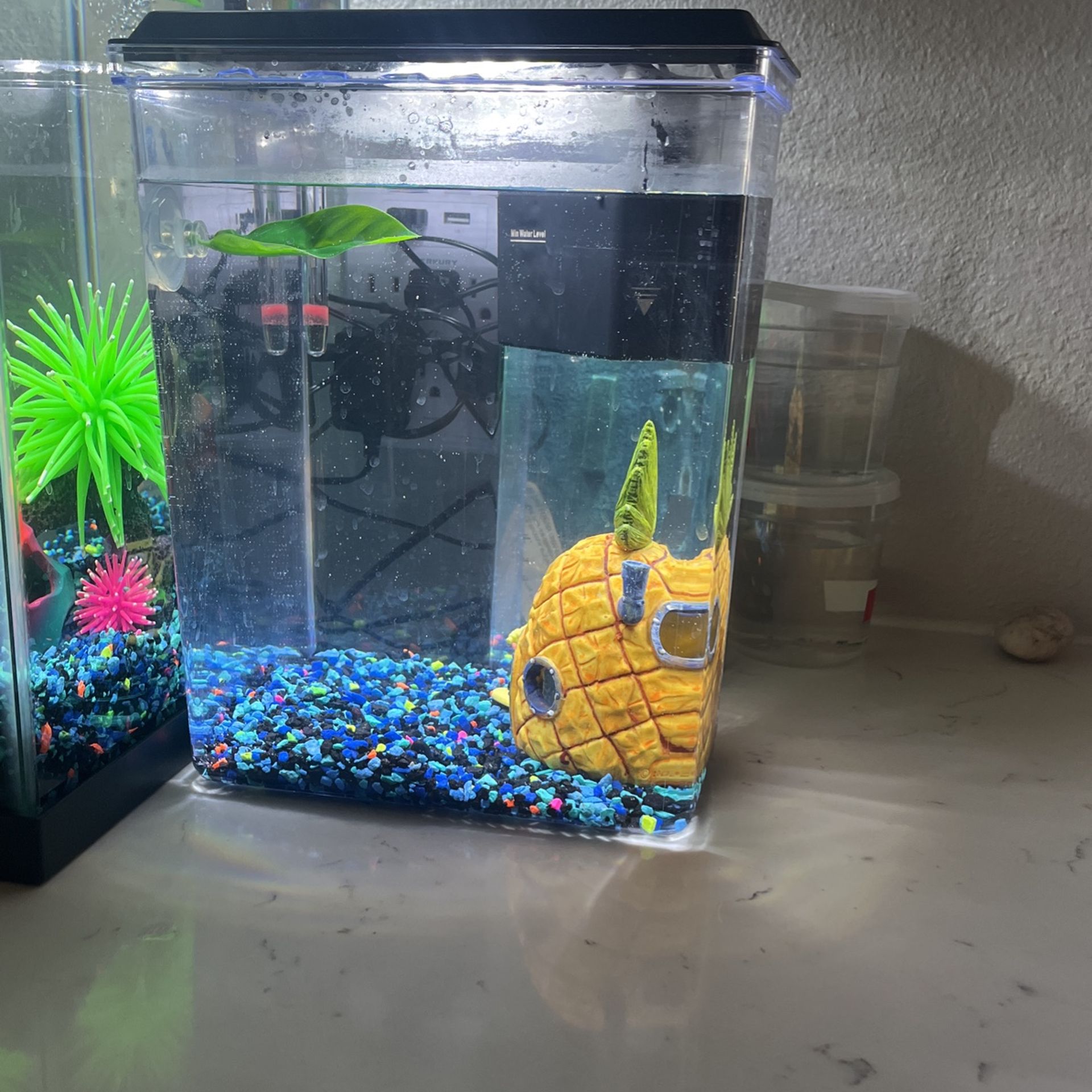 2.5 Fish Tank 