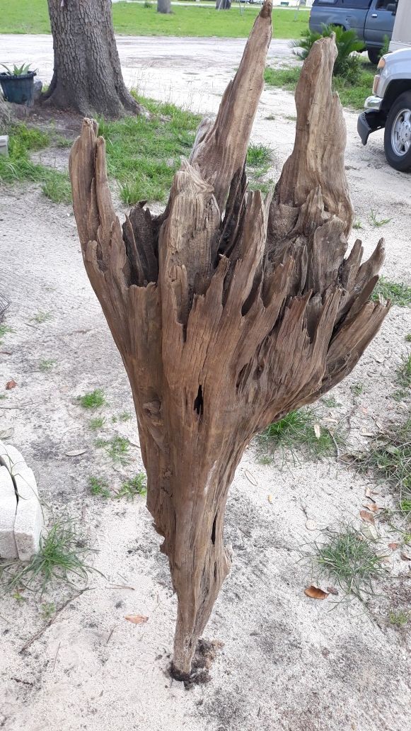 Driftwood stump 1 of it's on kind for Sale in Panama City, FL OfferUp