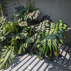 Giant Monstera Popagation