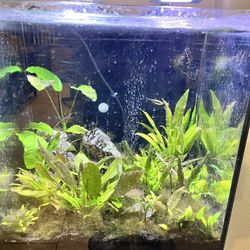 24gal aquarium