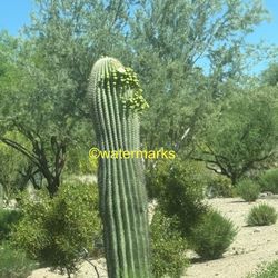 DD #28 Sahuaro Teenager