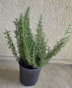 💚Rosemary Plant/Planta De Romero 🌿 