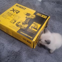 Dealt 20v MAX XR Brushless Kit(Cat NOT Included)