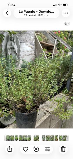 Planta De Orégano Menta Mejorana Yerbabuena Ruda Tomillo Albacar Cola De Caballo Te De Limón Istafiste