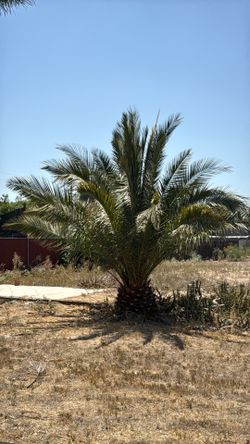 Palm tree