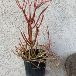 5 Gallon Pot Mature Succulent Plant - 34 Inches Tall - Euphorbia Tirucalli - Fire Sticks - Milkbush - Red Pencil Tree - Rooted & Established - Drought