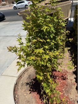 2 Japanese maple tree
