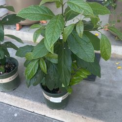 Avocado plants