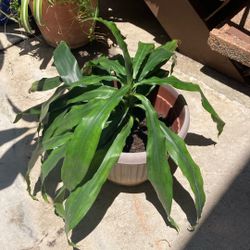 Descame  “Corn Plant”