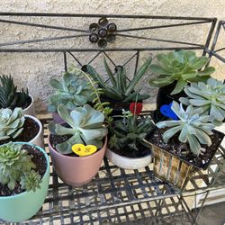 Potted Succulents $8