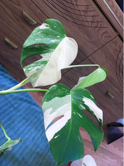 Monstera Albo plant