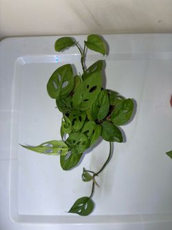 Monstera Adansonii