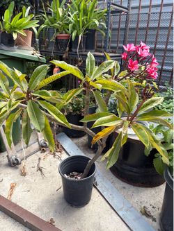 Plumeria