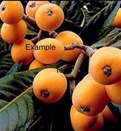/ Loquats /Árbol De Níspero 15 gal