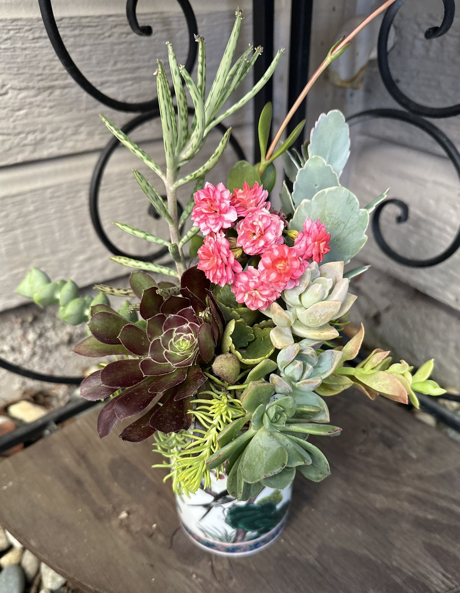 Succulent Plant Arrangement