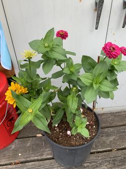 Outdoor Plant