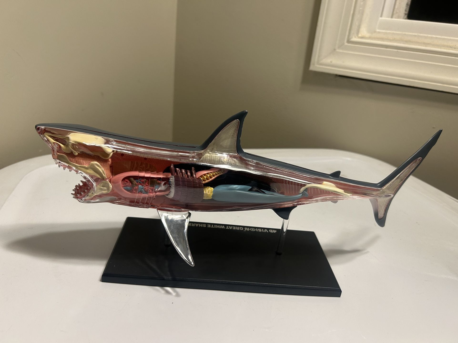 Great White Shark Anatomical Snap Together Kit 4D Puzzle Anatomy Toy Creature