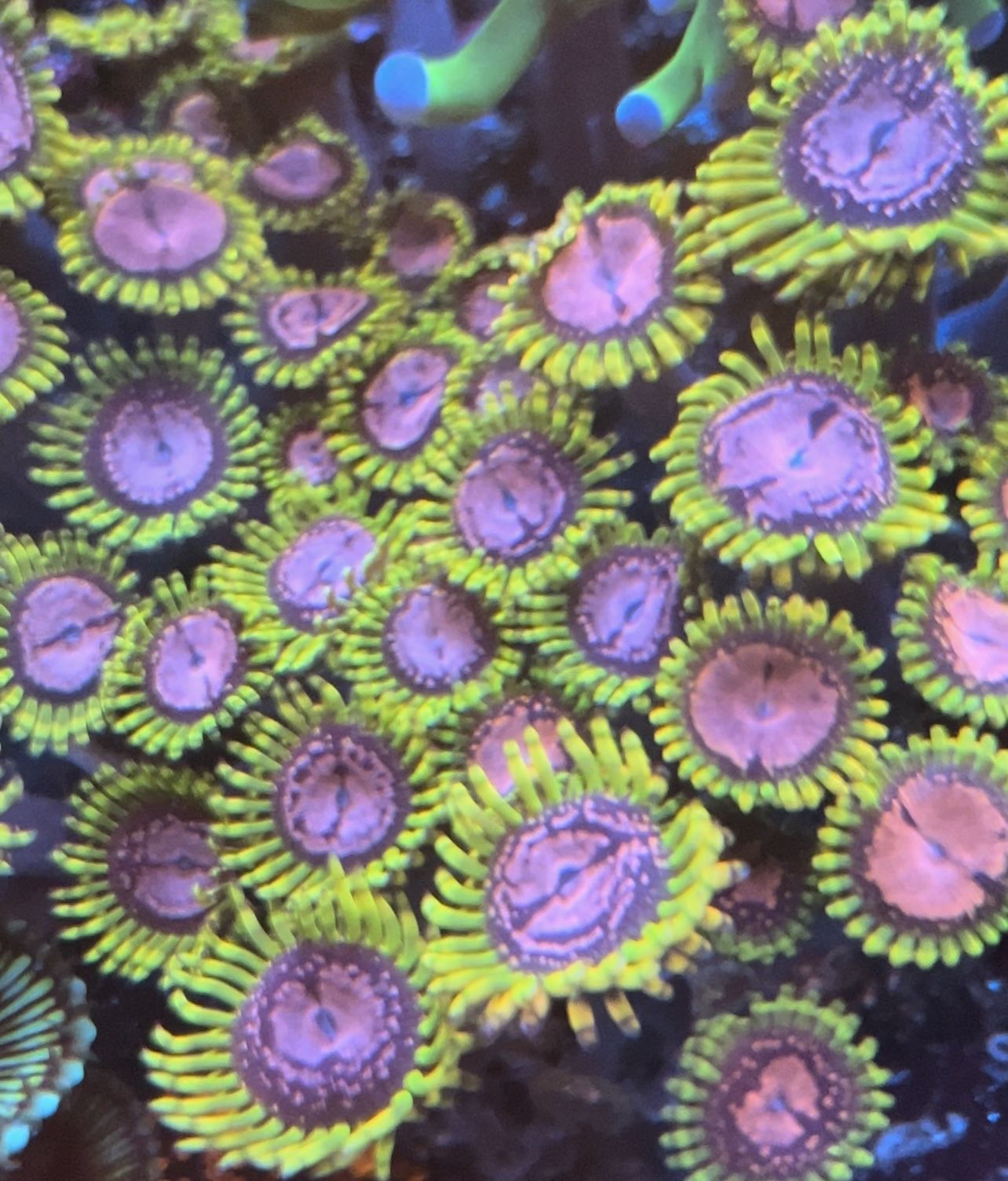 Fake Aquarium Decorations 
