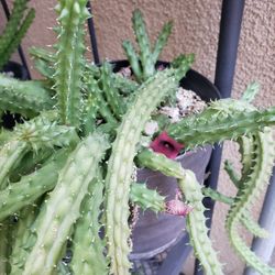 Huernia Plant Succulent