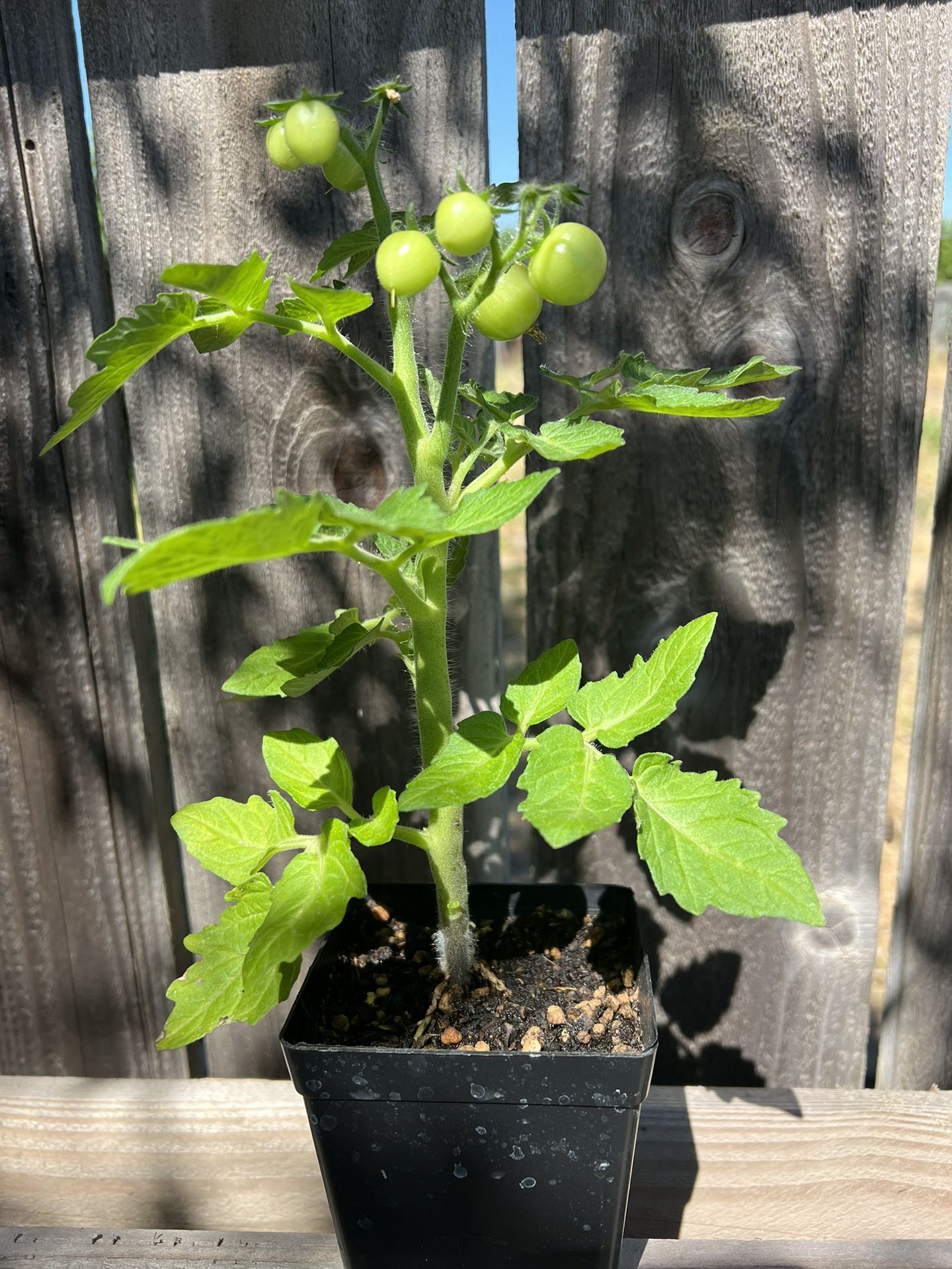 Miniature Tomato Plants