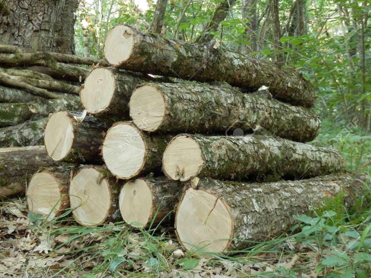 FREE firewood Logs, You Cut And Haul. Hardwoods