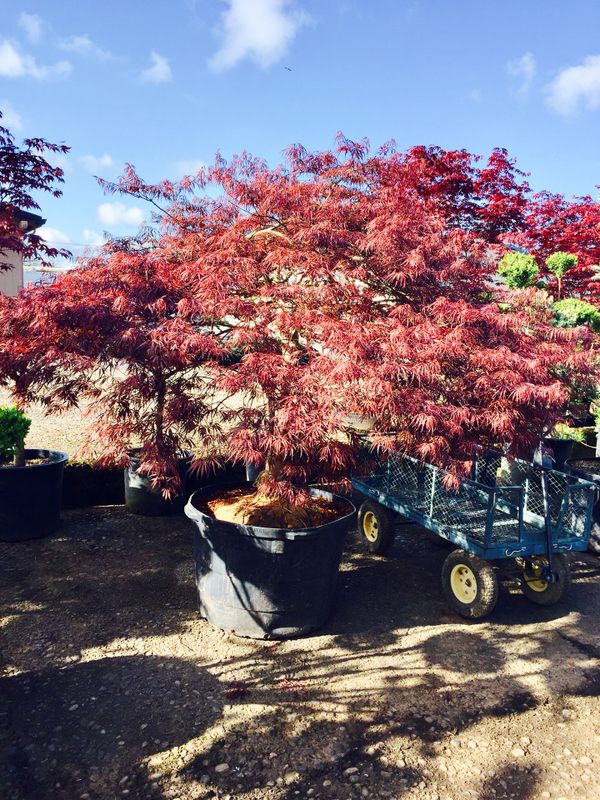 Lopez Nursery Everything 50 Off For In Vancouver Wa Offerup 0sold