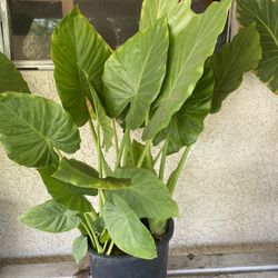 Elephant Ear Palm 