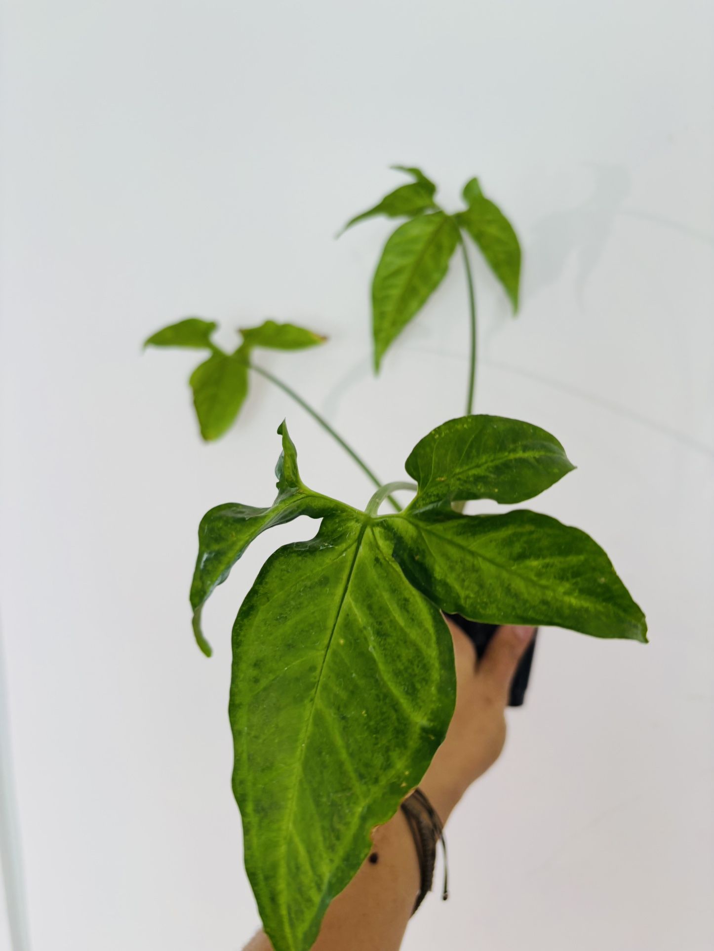 Syngonium Little Star Plant