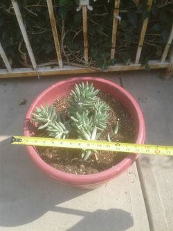 Real plant in pot. Asking $10