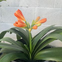 Clavia Plant (5 Gal Pot)